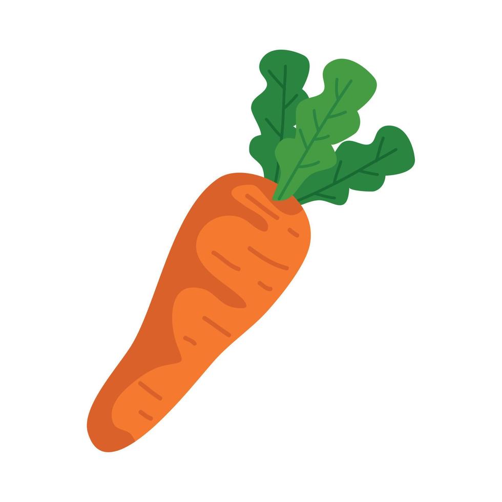 fresh carrot vegetable in white background vector