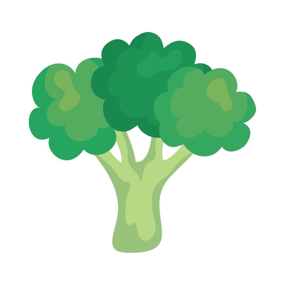 fresh broccoli vegetable, in white background vector