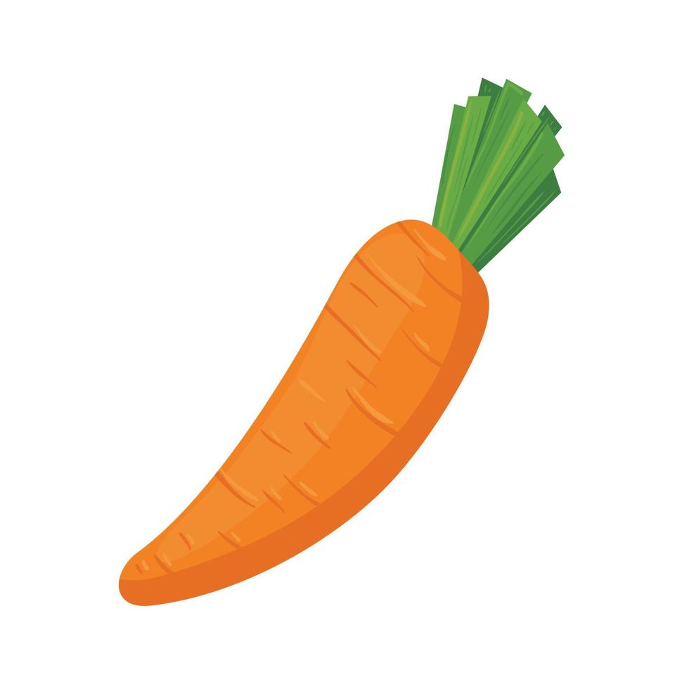 vegetales de zanahoria fresca en fondo blanco vector