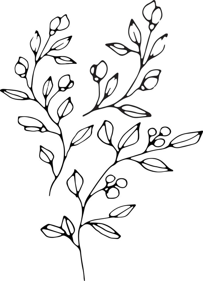 Graphic hand drawing vector plant branches with buds and berries. Vector elements for wedding design, logo design, packaging and other ideas