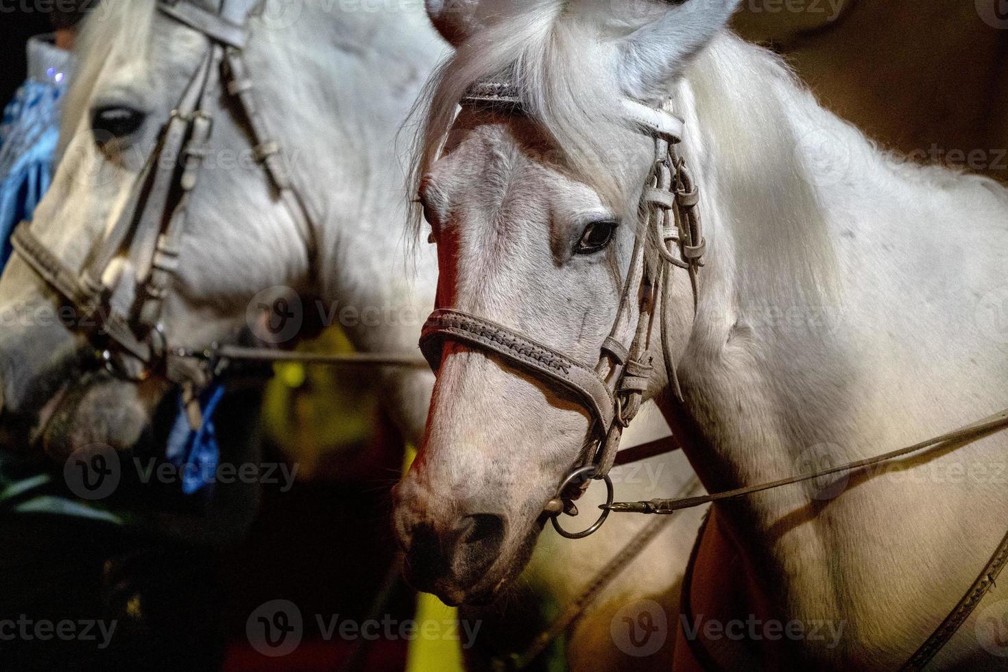 circus horses on black background photo