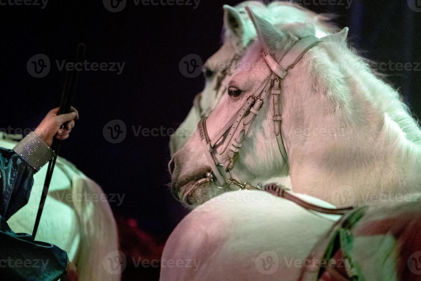 circus horses on black background photo