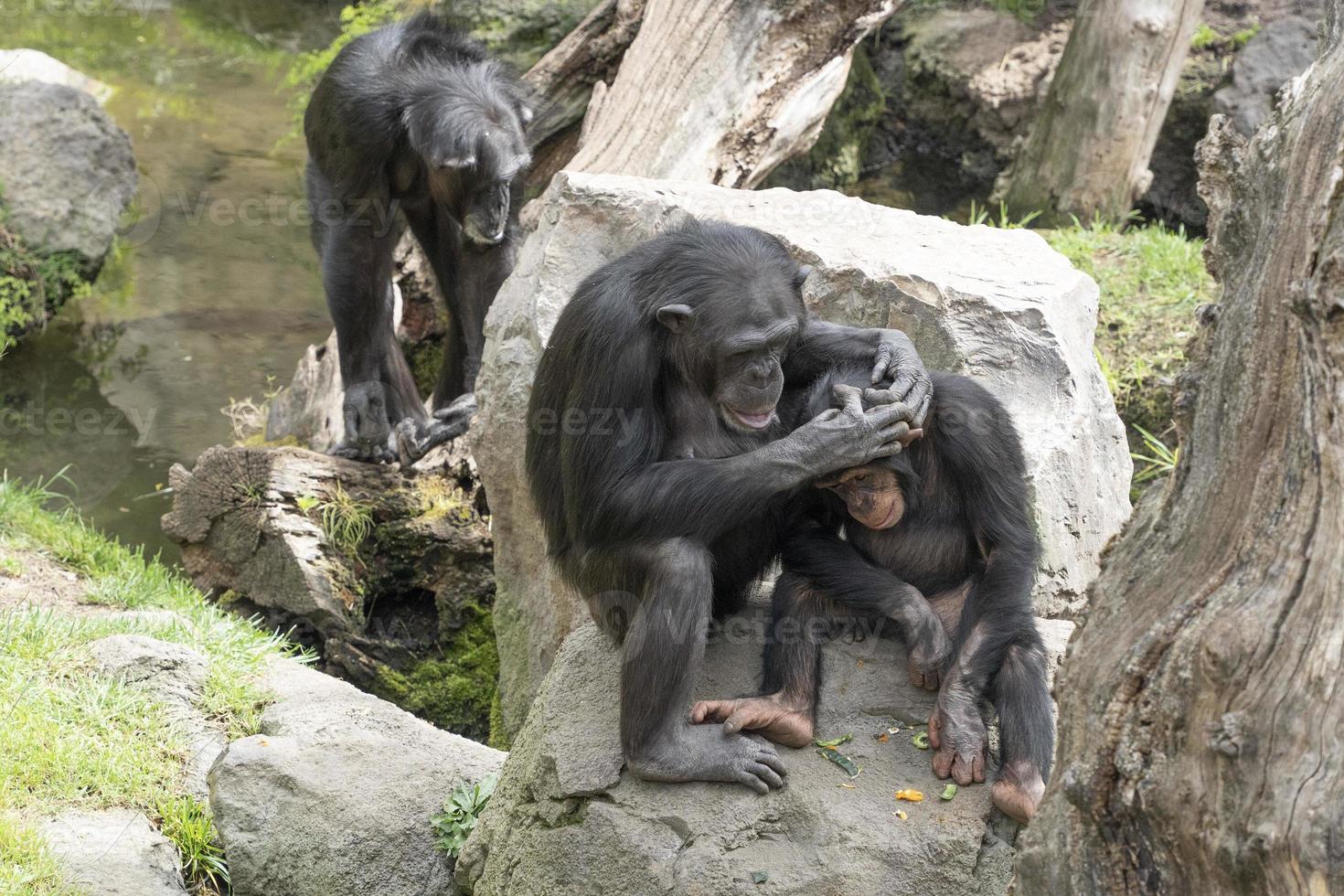 Chimpanzee ape while grooming photo