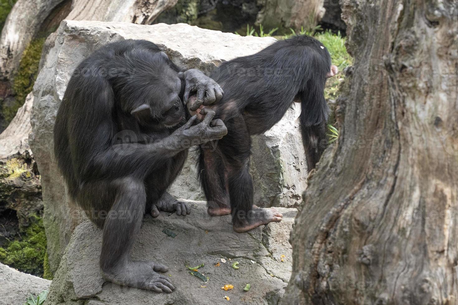 Chimpanzee ape while grooming photo