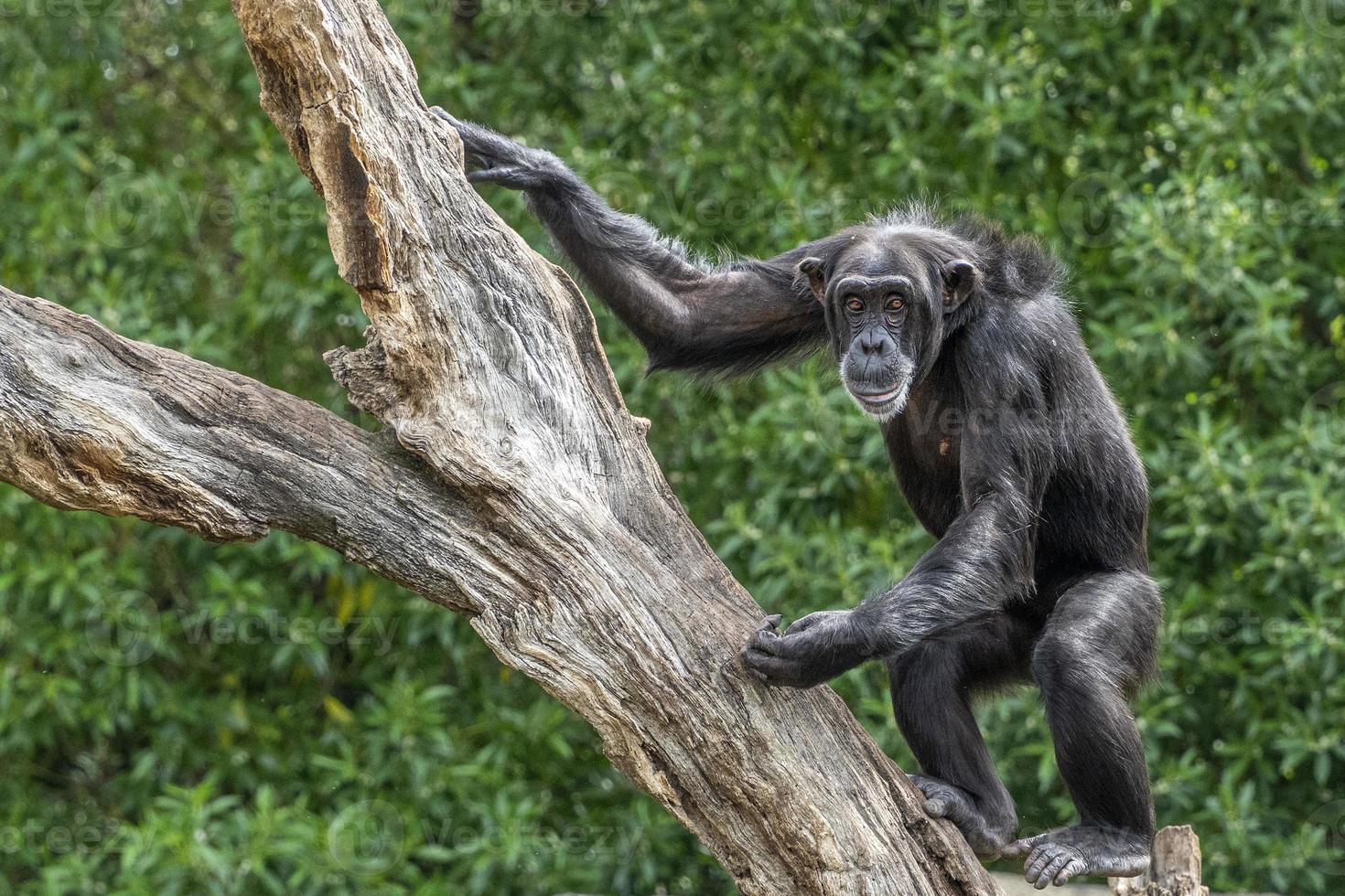 Chimpanzee ape monkey portrait on a tree photo