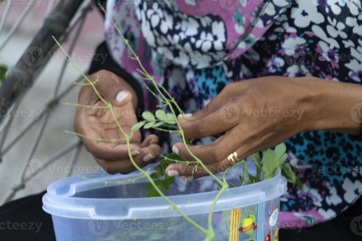 Woman hand cutting herbs like tea Betel photo