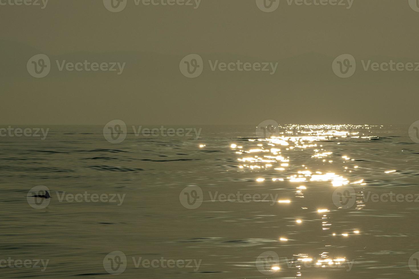 Dolphin while jumping in the sea at sunset photo