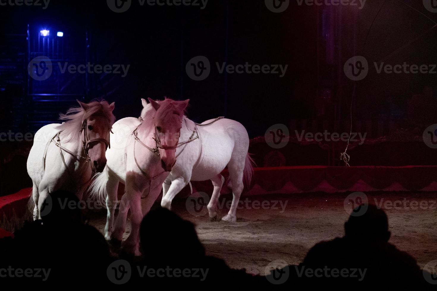 circus horses on black background photo