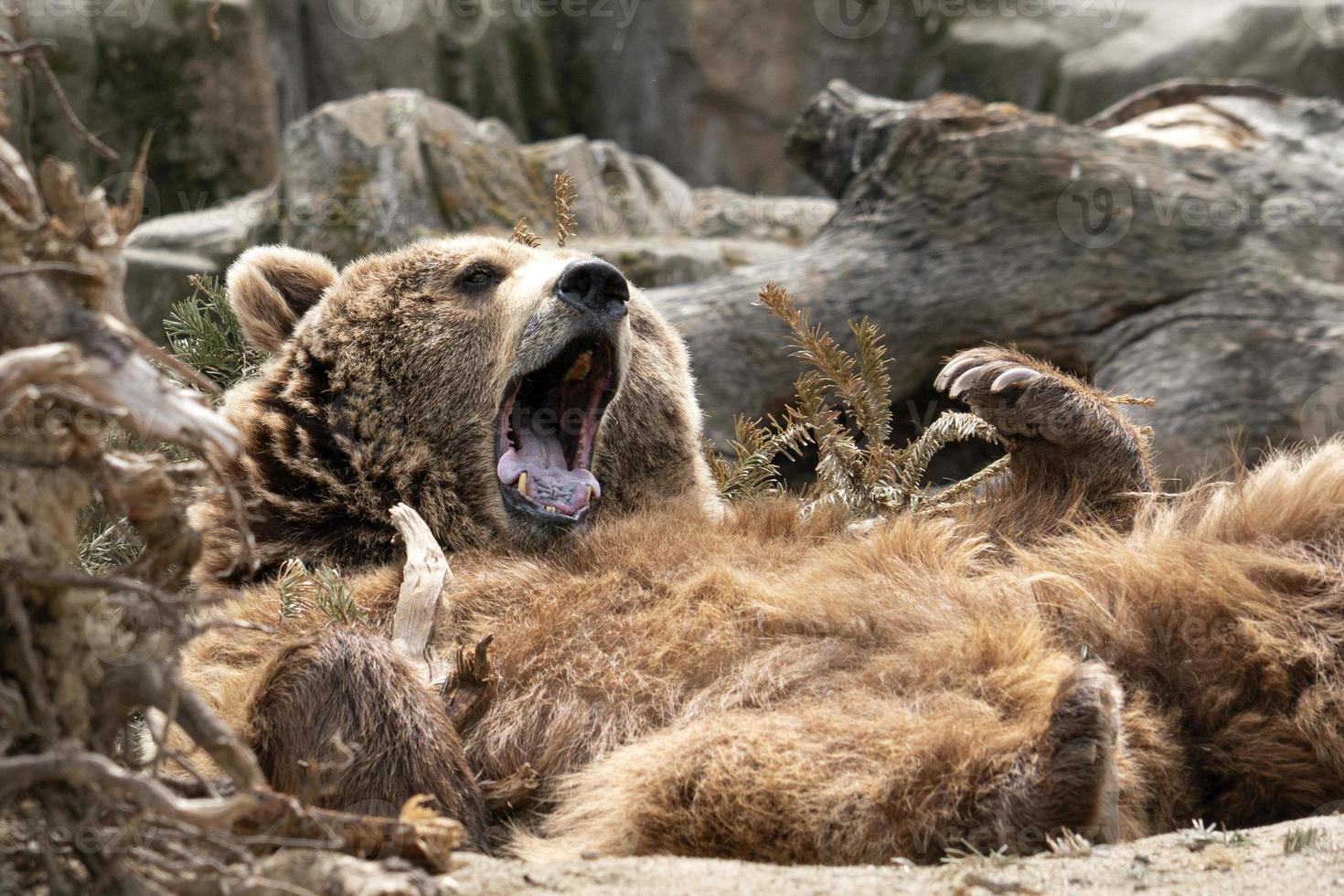 oso mientras se relaja posición divertida foto