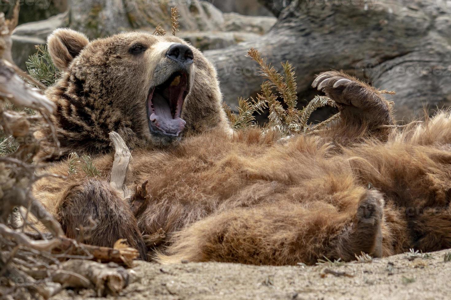 oso mientras se relaja posición divertida foto