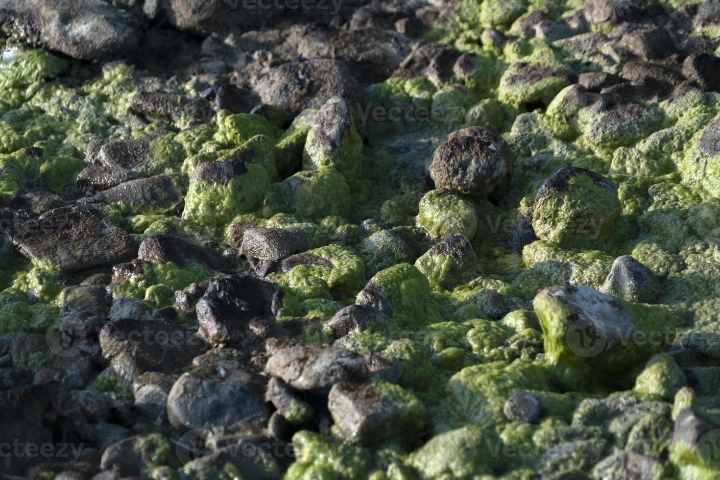 polluted river green and yellow water photo