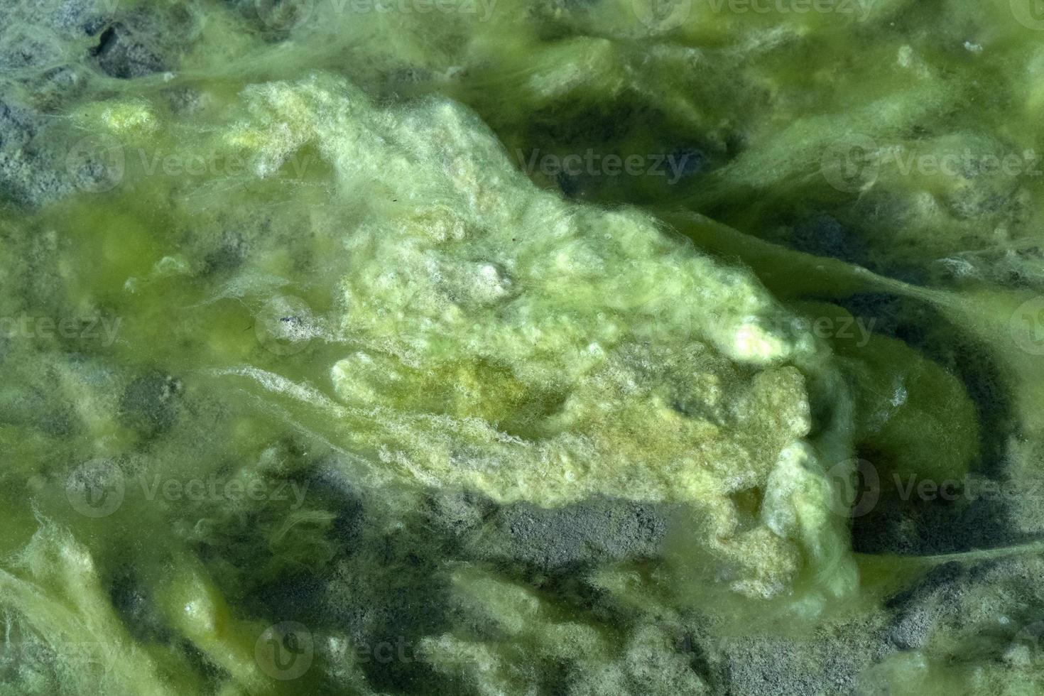 River green alga detail photo