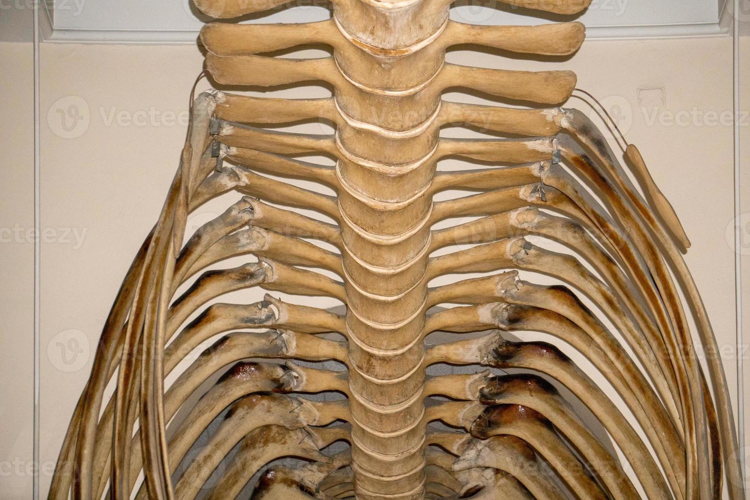 Fin Whale skeleton endangered specie photo