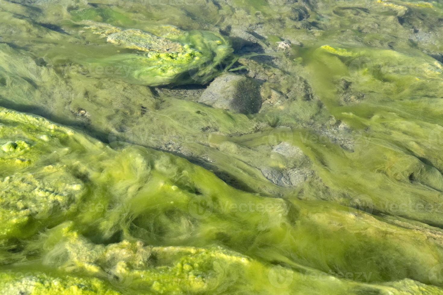 detalle de alga verde de río foto