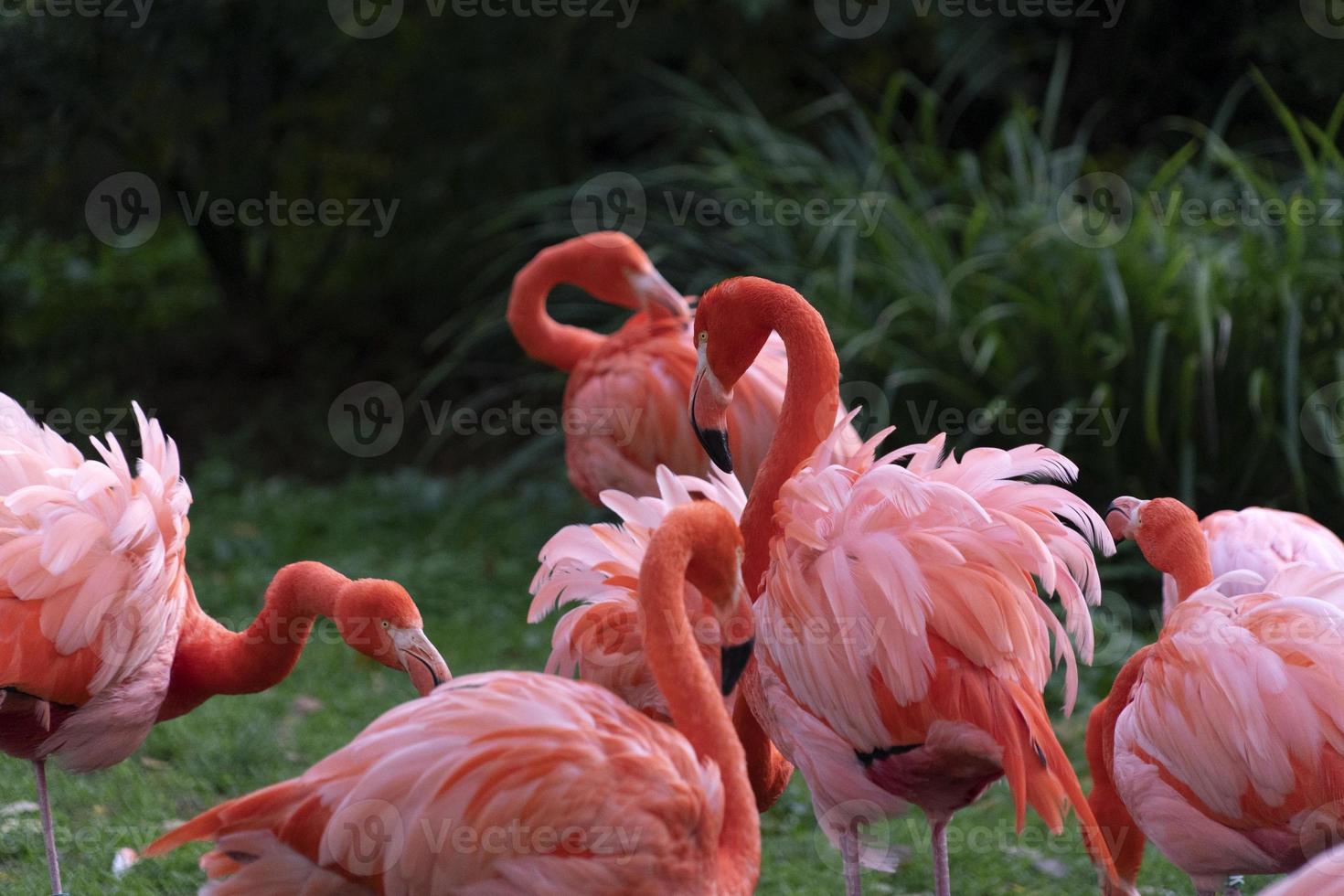 Pink flamingos family group on green photo