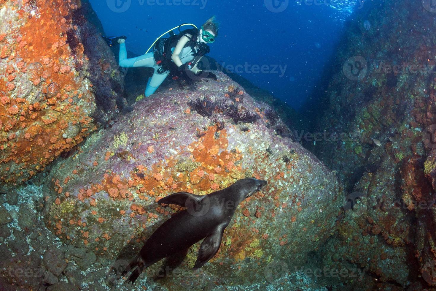 beautiful blonde girl playing with sea lion photo