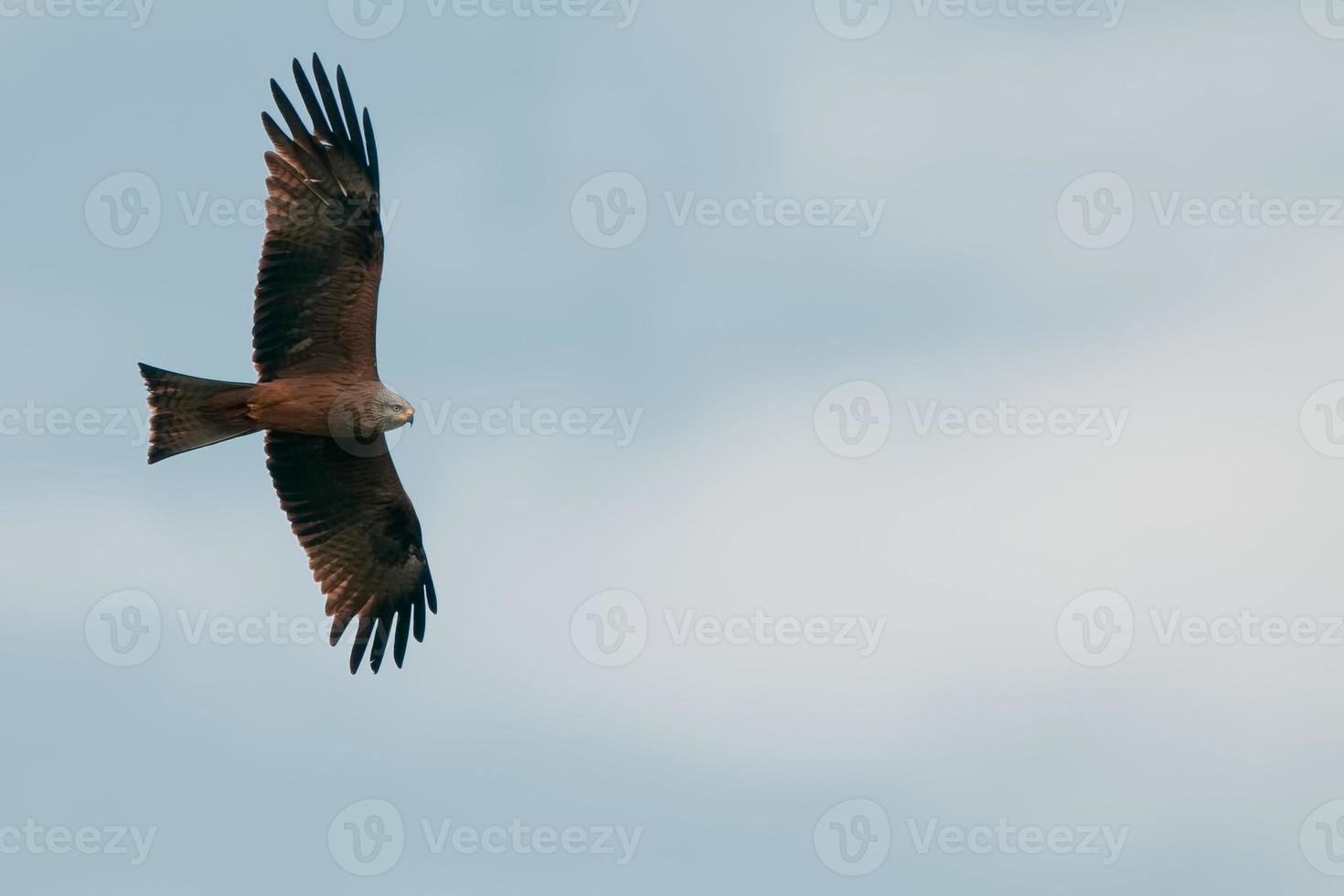 A kite eagle flying in the light blue sky background photo