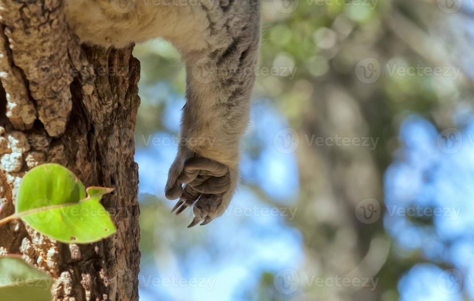 A koala paw detail while relaxing on a tree photo