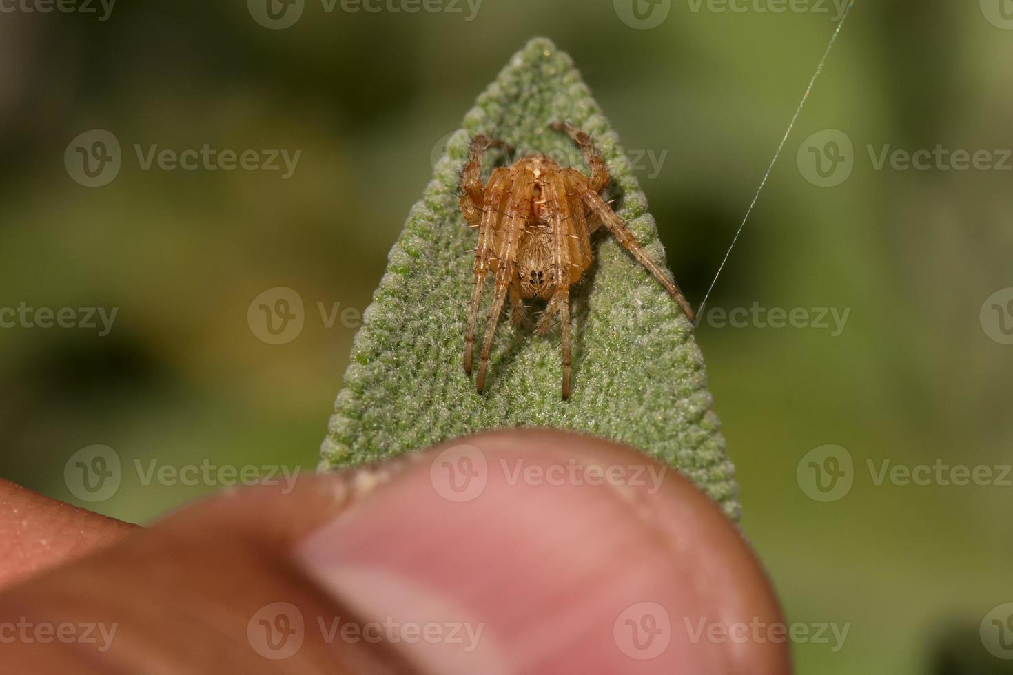 A small spider on a leaf photo