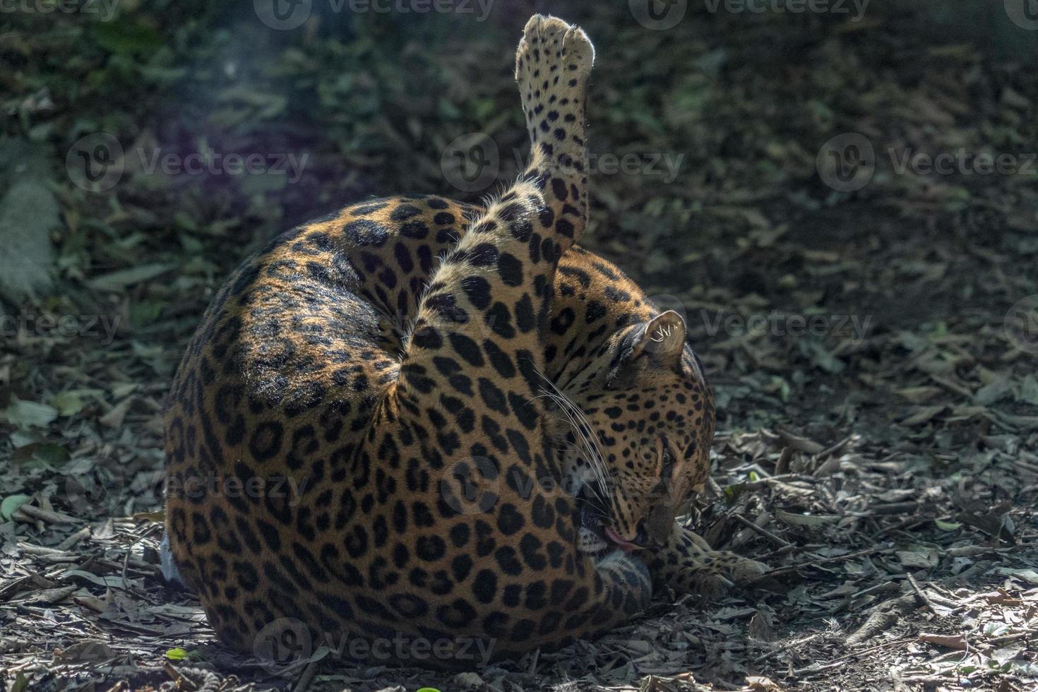 Jaguar of america close up portrait photo