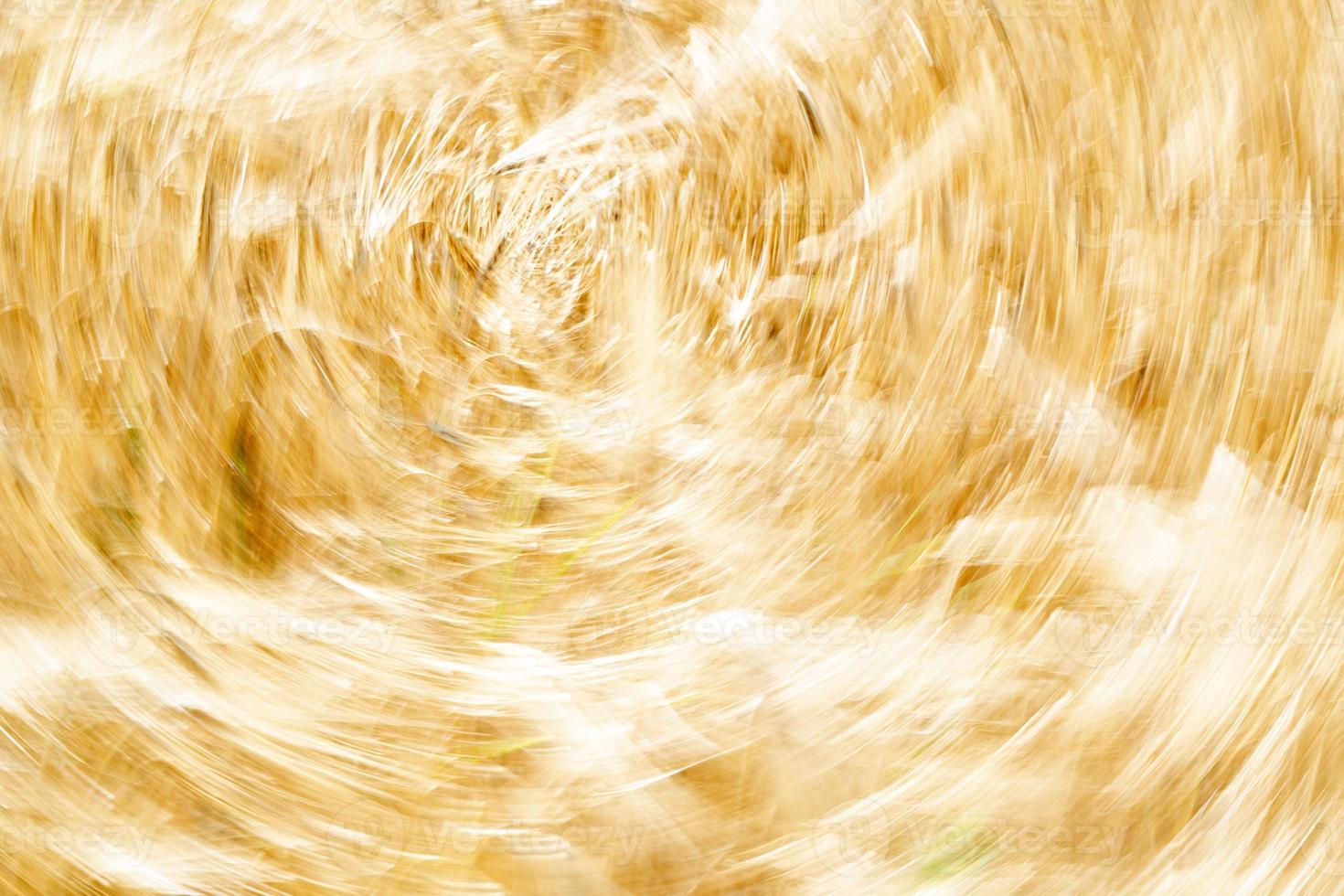 Green Wheat spikes field moved by wind photo