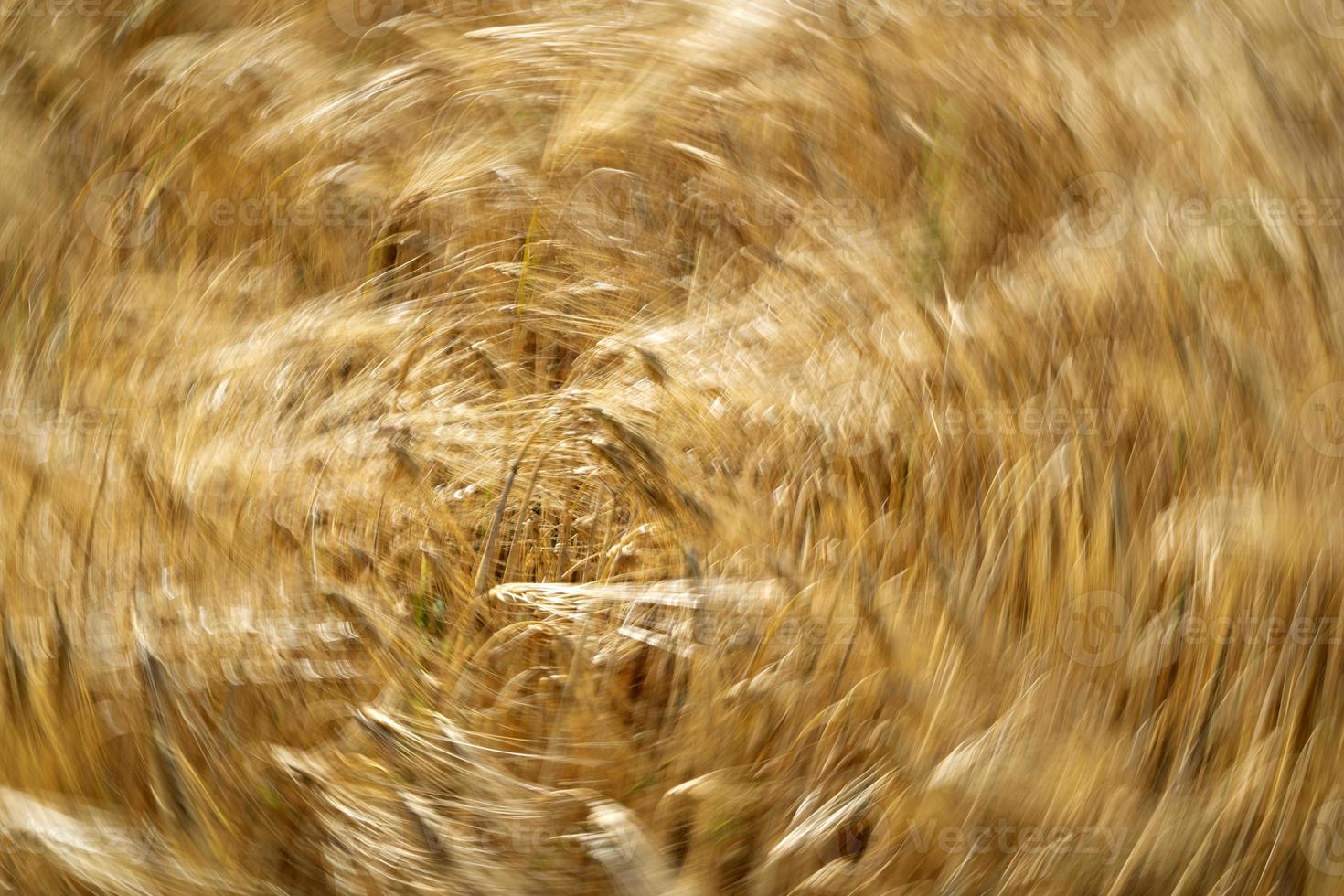 Green Wheat spikes field moved by wind photo