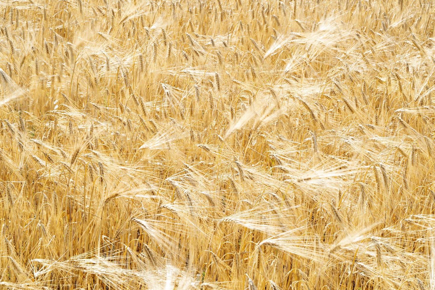 campo de espigas de trigo verde movido por el viento foto