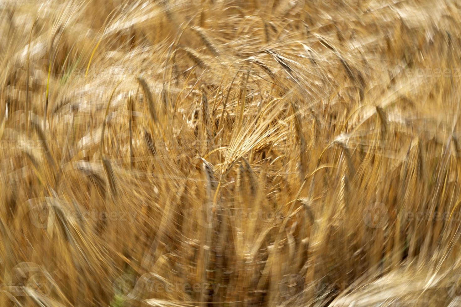 Green Wheat spikes field moved by wind photo