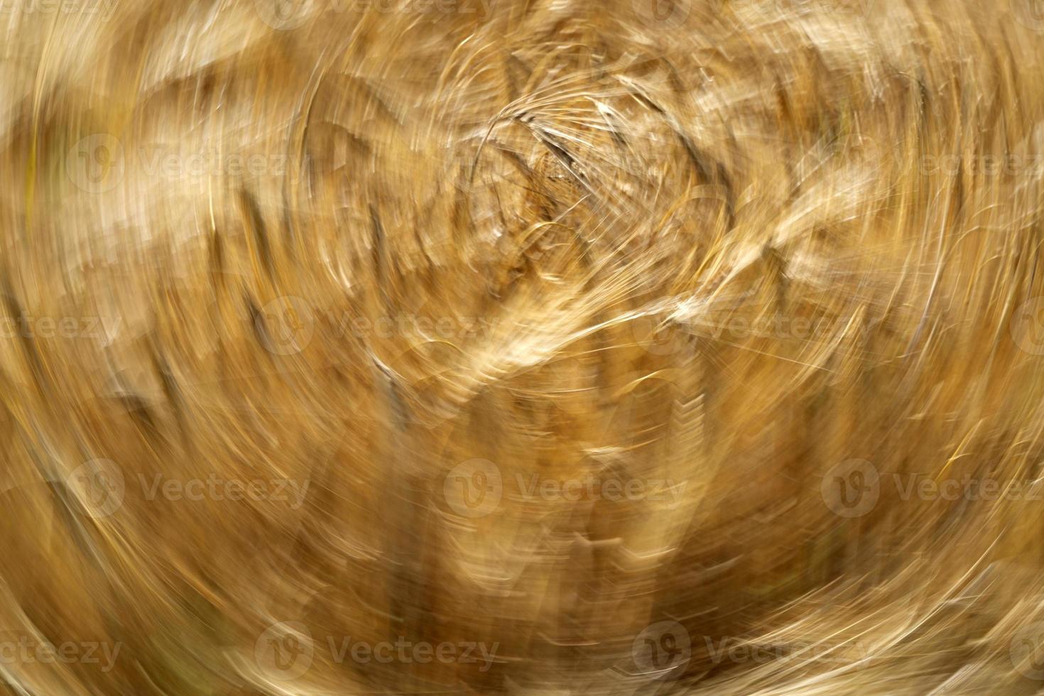 Green Wheat spikes field moved by wind photo