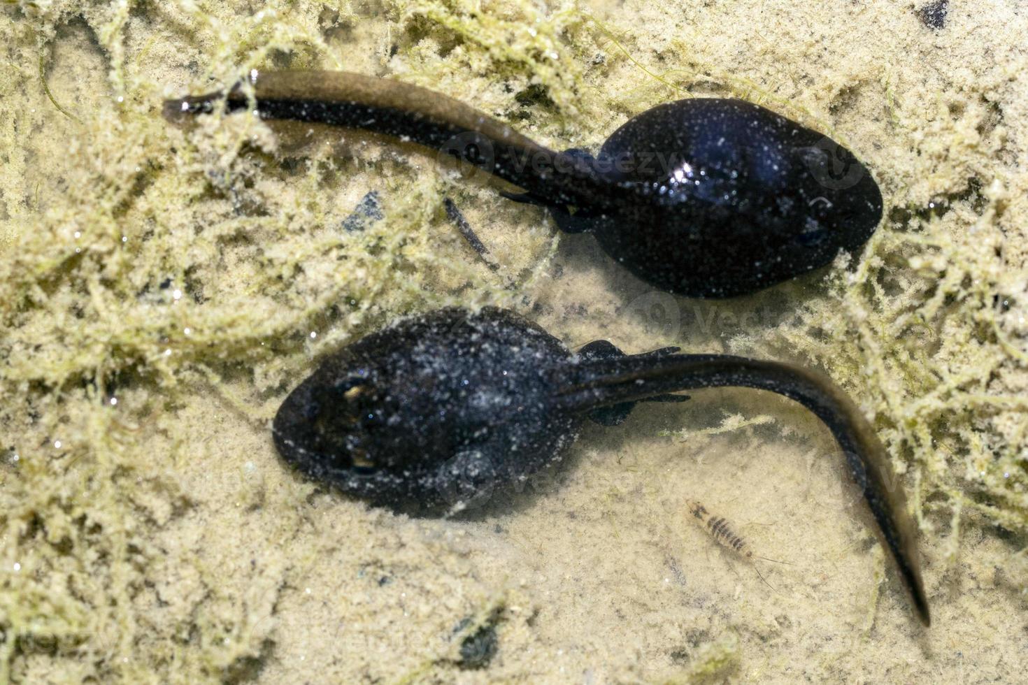 frog tadpole in a swamp photo