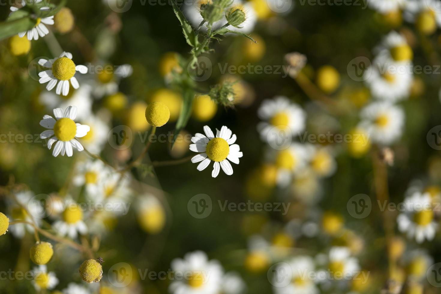 campo de flores de manzanilla foto