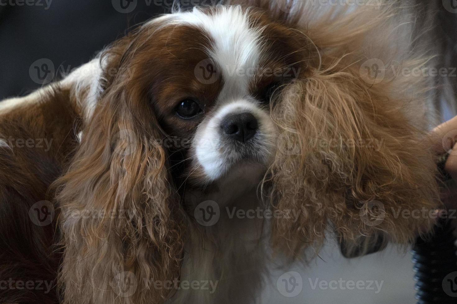 Chevalier king dog close up being combed photo