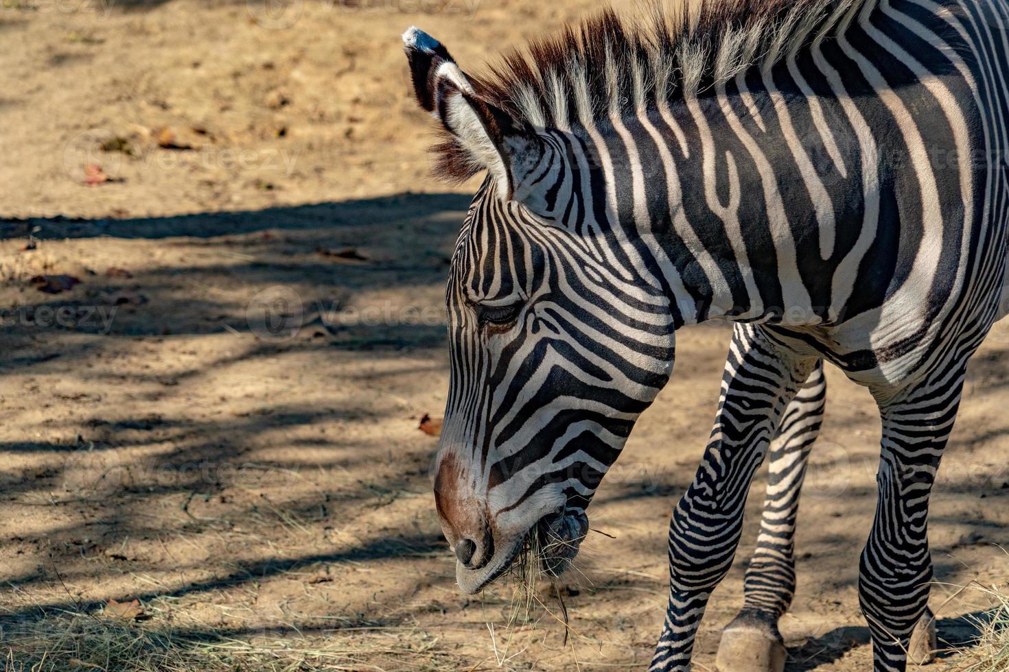 Tanzania zebra close up photo