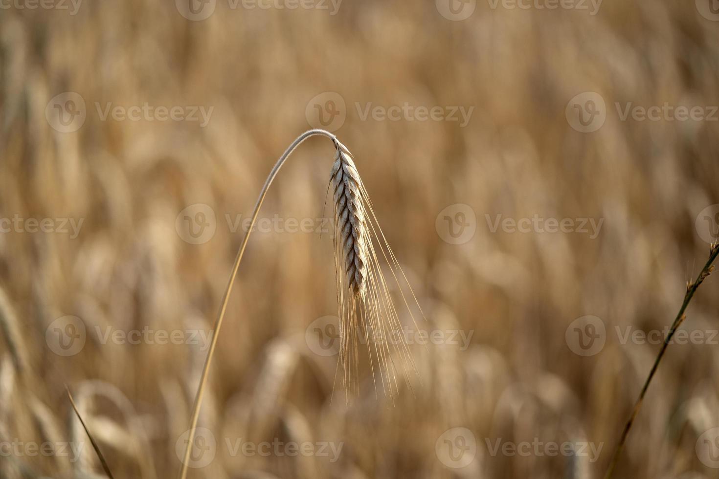 campo de trigo de grano maduro listo para cosechar foto