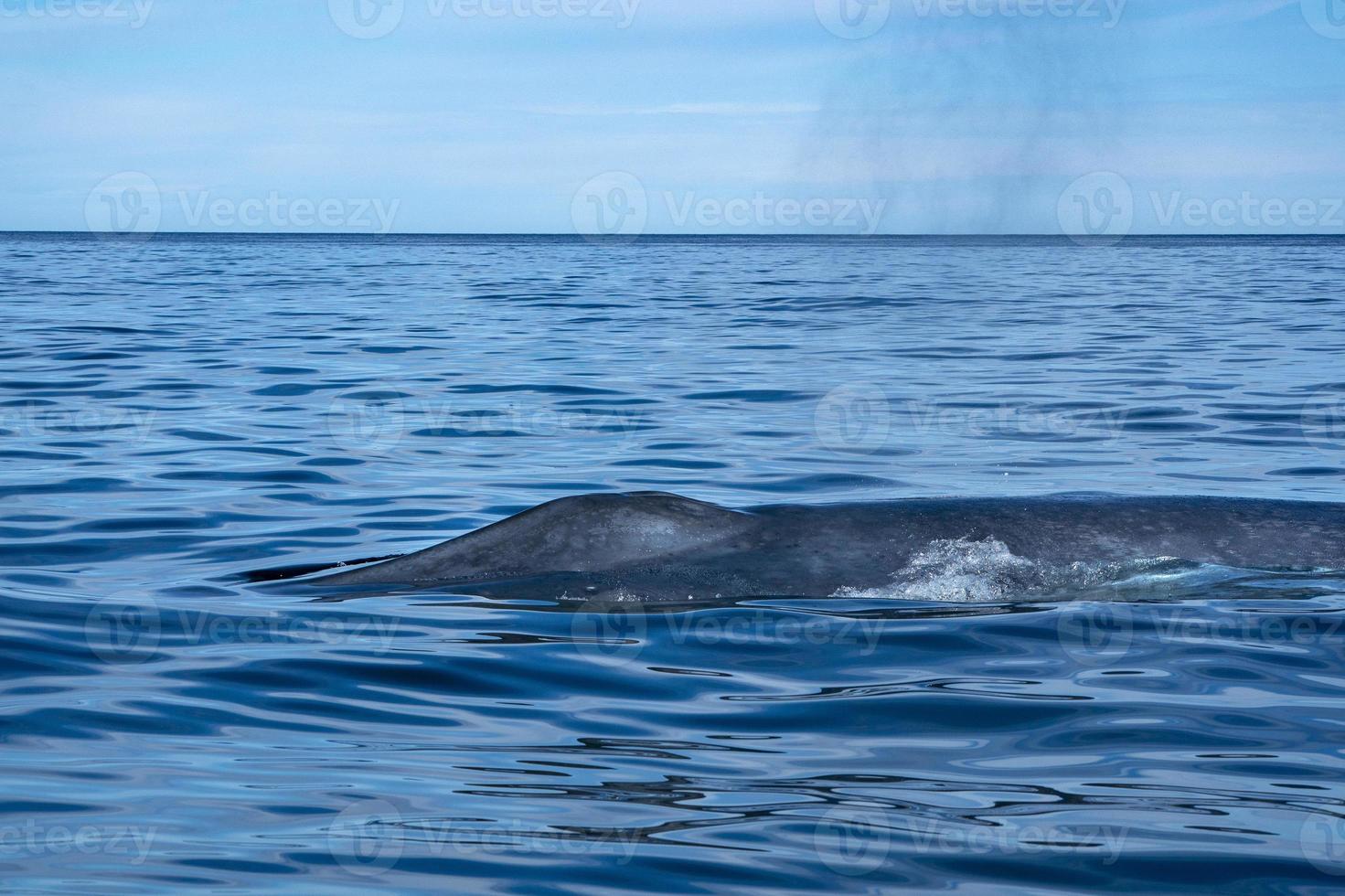 ballena azul el animal más grande del mundo detalle de la cola foto