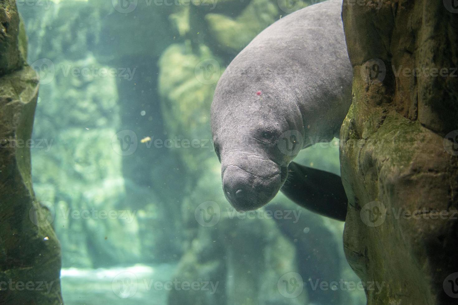manatee close up portrait looking at you photo