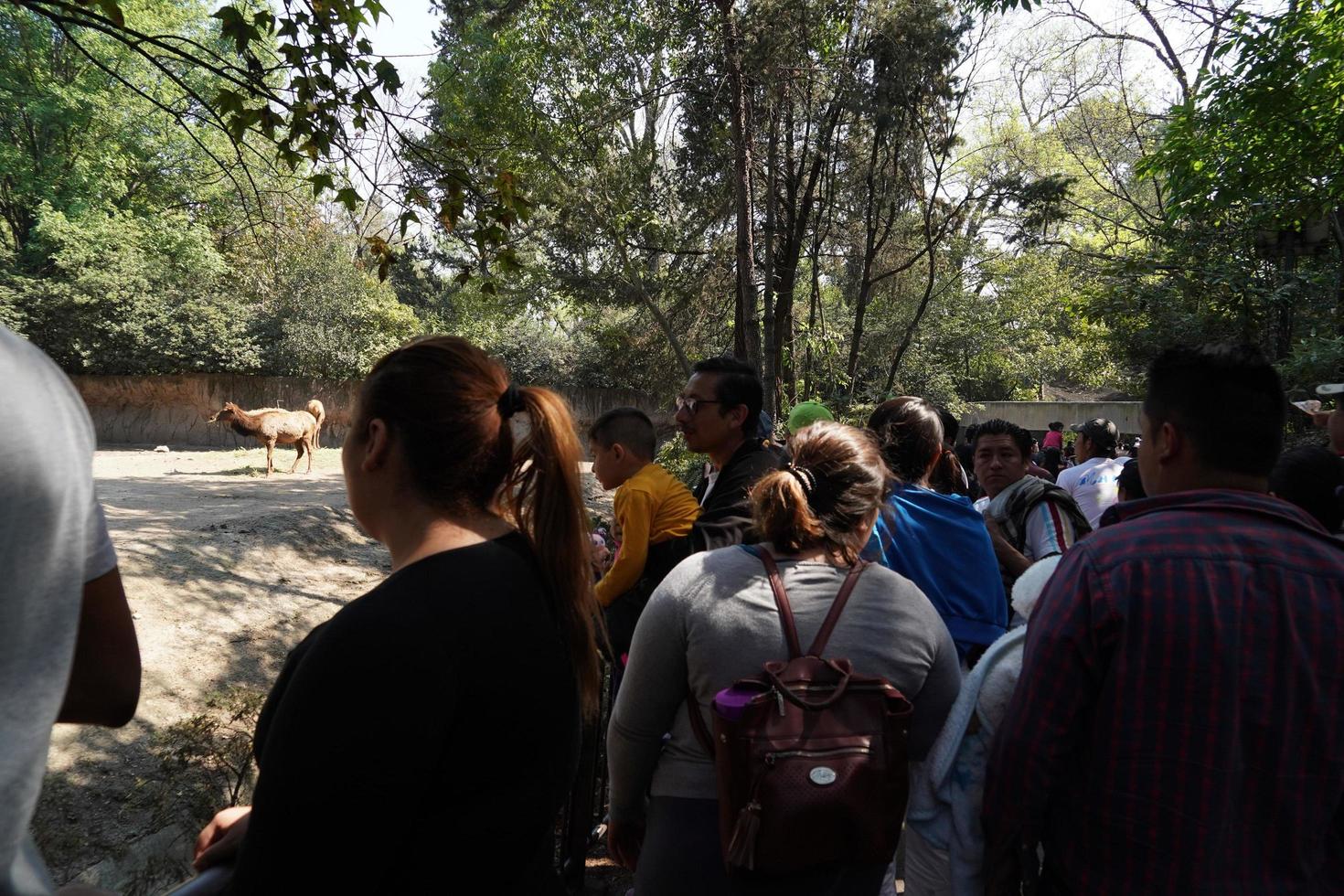 MEXICO CITY, FEBRUARY 3 2019 - Town park Chapultepec crowded of people on sunday photo