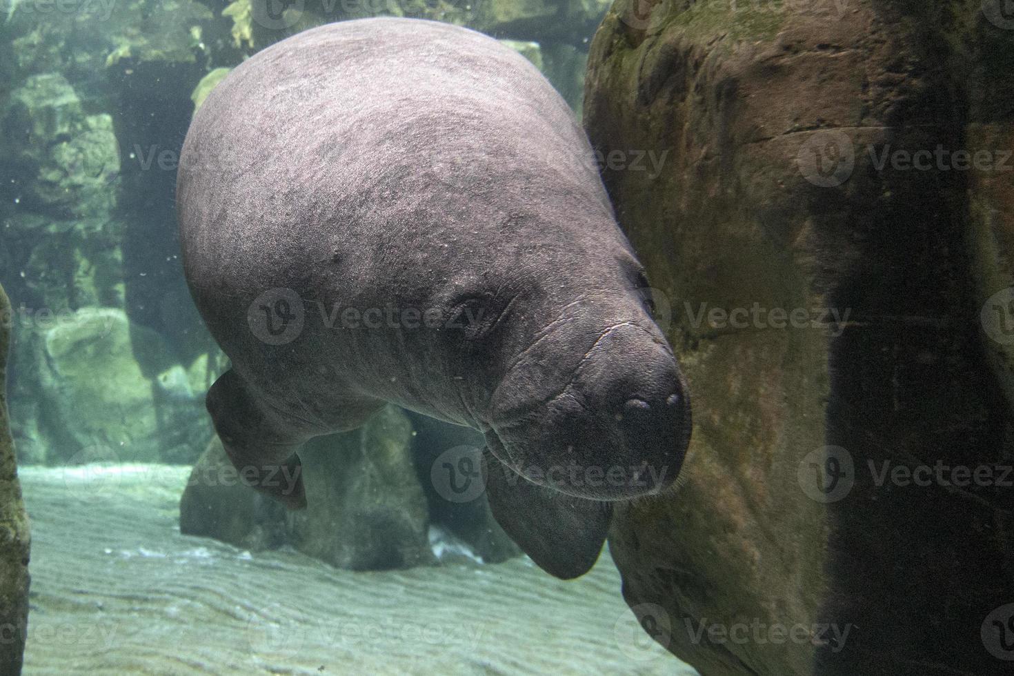 manatee close up portrait looking at you photo