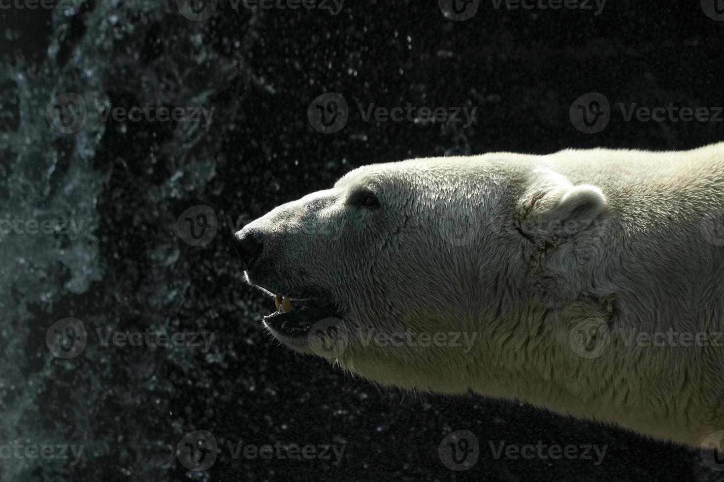 Polar Bear close up portrait photo