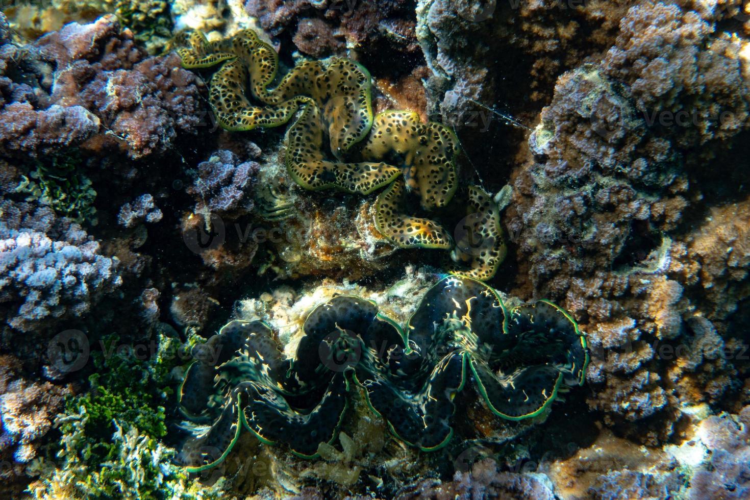 giant Tridacna clam in polynesia photo