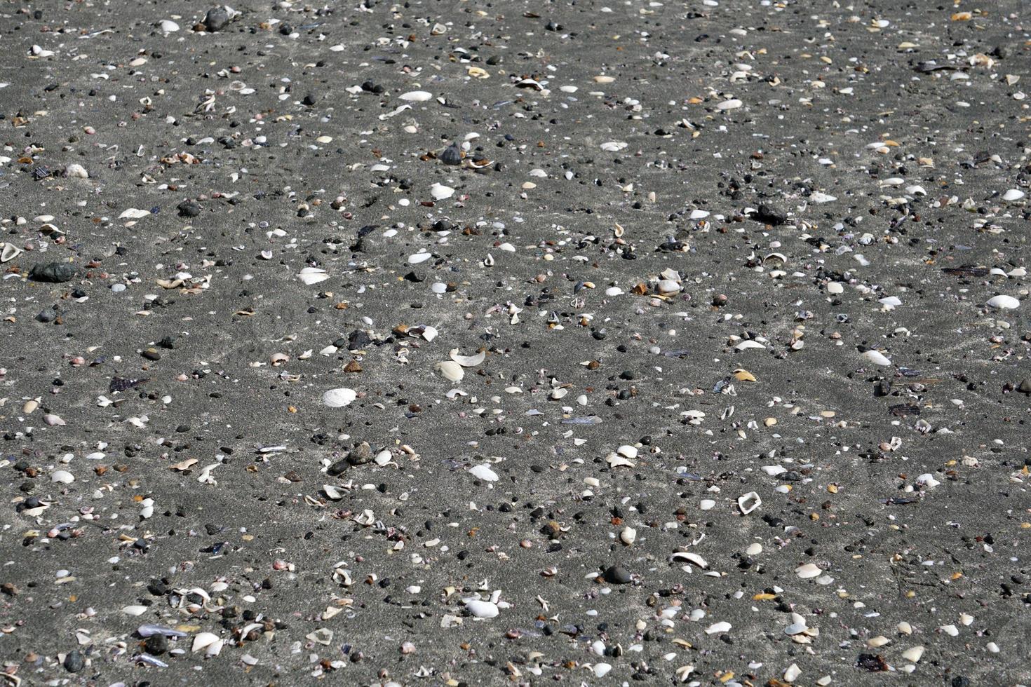 Many different shells on the beach photo