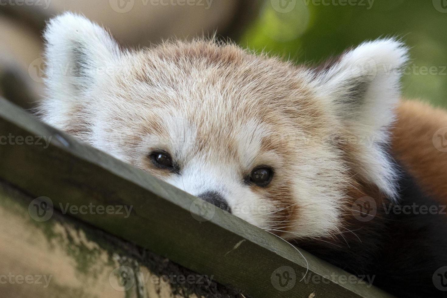 lindo retrato de panda rojo foto