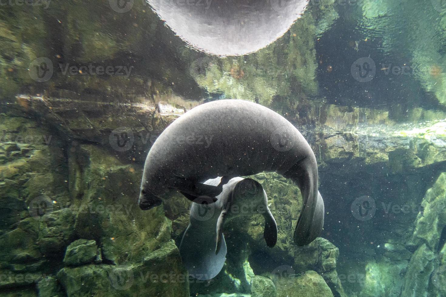 manatee close up portrait looking at you photo