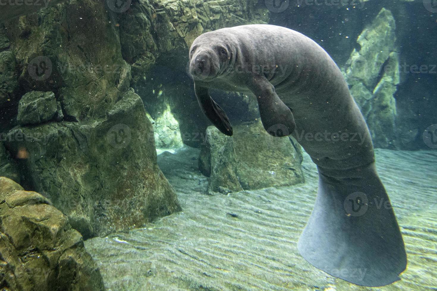 manatee close up portrait looking at you photo