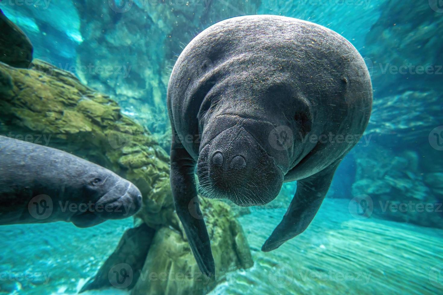 manatee underwater close up portrait photo