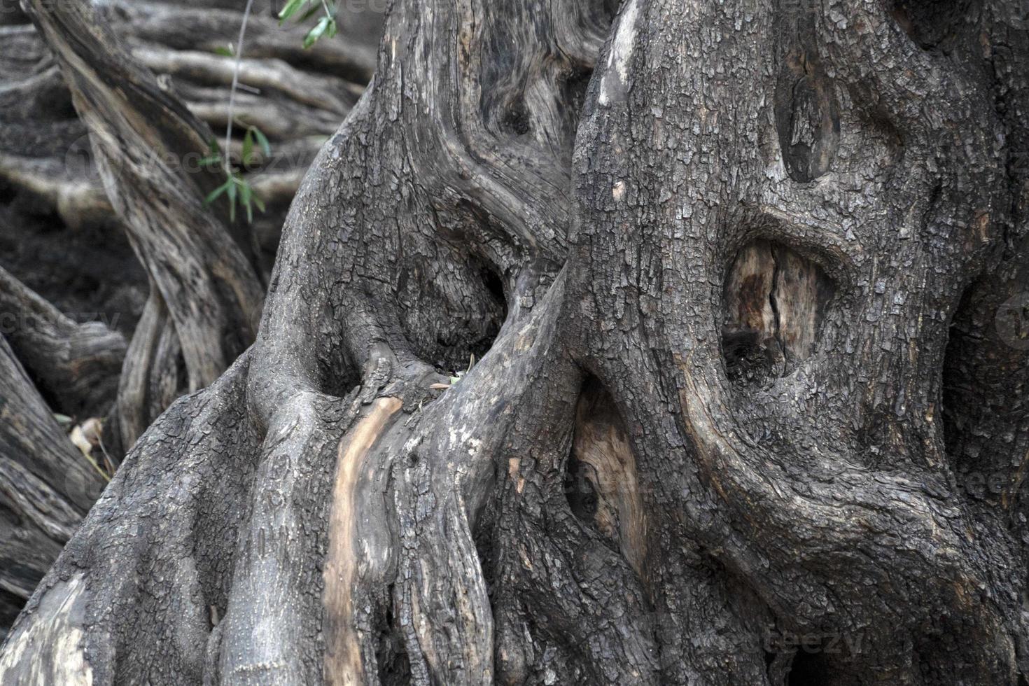300 YEAR OLD OLIVE TREE in san francisco javier vigge biaundo mission loreto photo