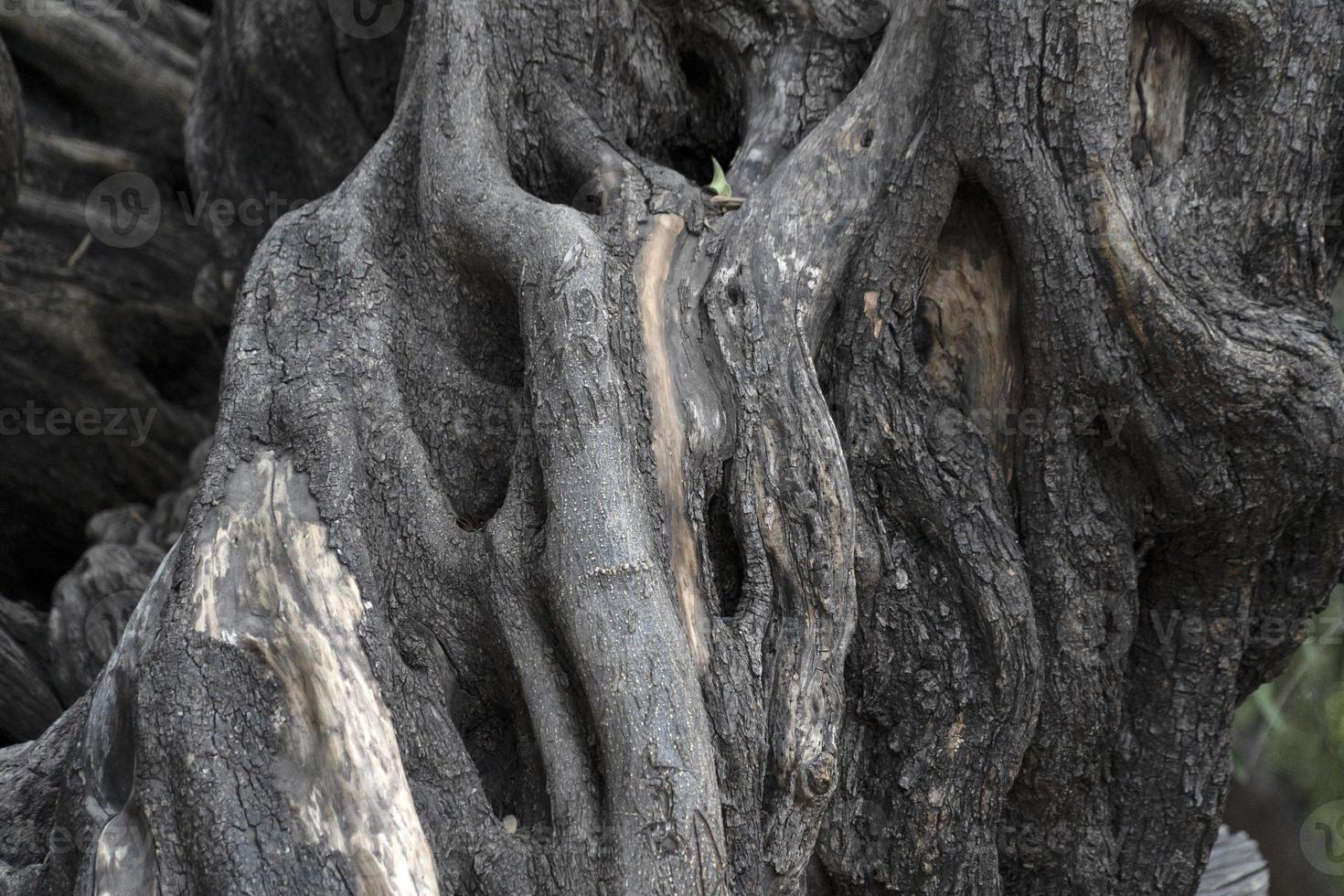 300 YEAR OLD OLIVE TREE in san francisco javier vigge biaundo mission loreto photo