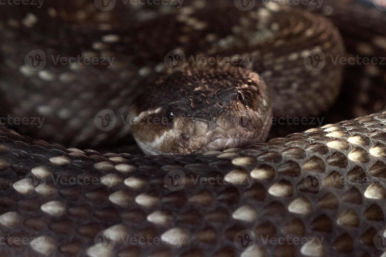 serpiente de cascabel mortal de cerca foto