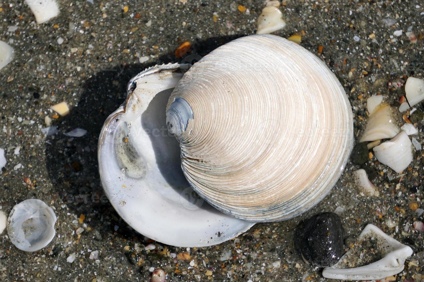 Many different shells on the beach photo