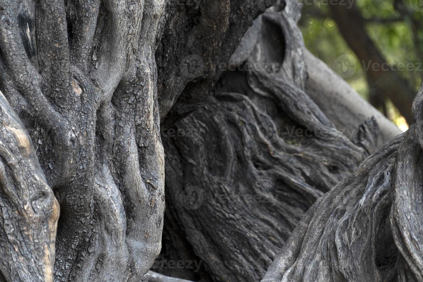 300 YEAR OLD OLIVE TREE in san francisco javier vigge biaundo mission loreto photo